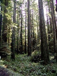 Redwood Trees